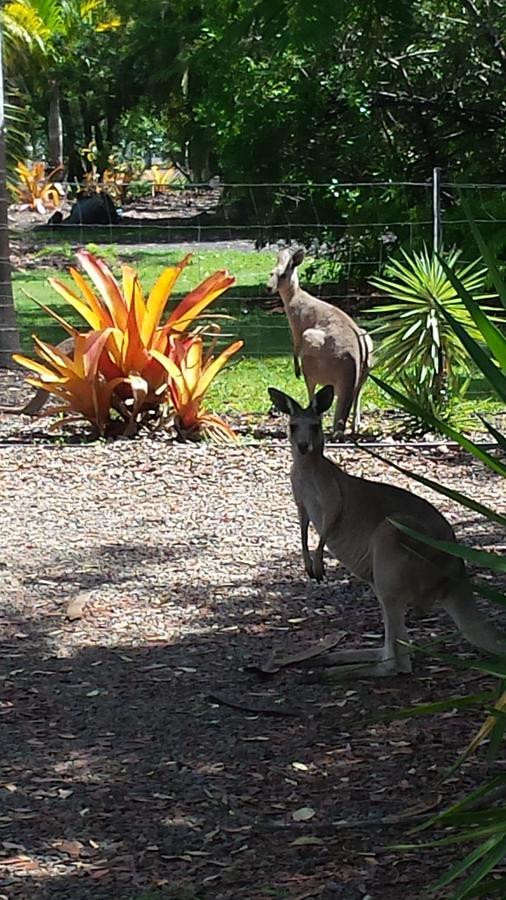 Bluegrass Bnb Bundaberg Ngoại thất bức ảnh